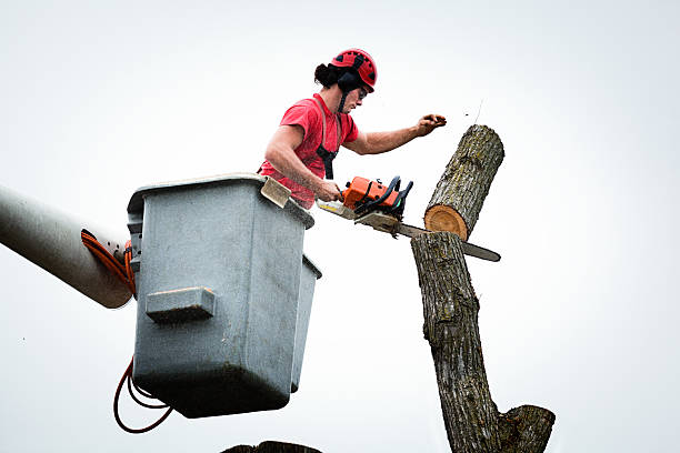 Best Tree Removal  in Sleepy Eye, MN